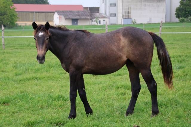Caballo castrado Silla Franc&eacute;s En venta 2024 Tordo por helios d'helby