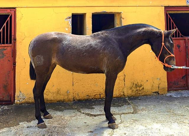 POTRA PRE BAYA OSCURA