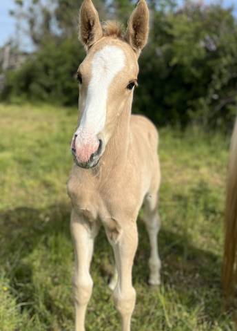 Potro Silla Franc&eacute;s En venta 2026 Palomino