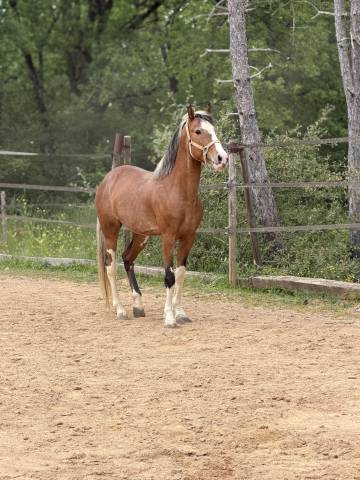 Caballo entero Arabe Barbe En venta 2020 Alaz&aacute;n roano