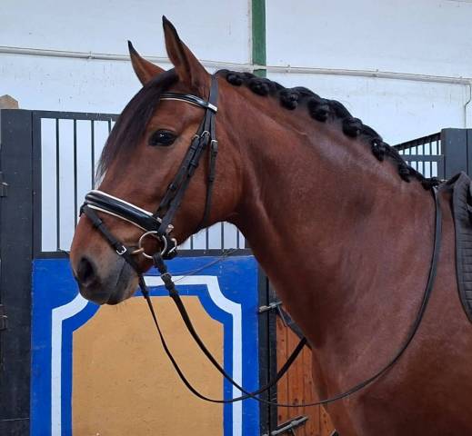 Caballo castrado PRE Pura Raza Espa&ntilde;ola En venta 2019 Bayo