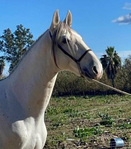 Caballo entero PRE Pura Raza Espa&ntilde;ola En venta 2019 Tordo
