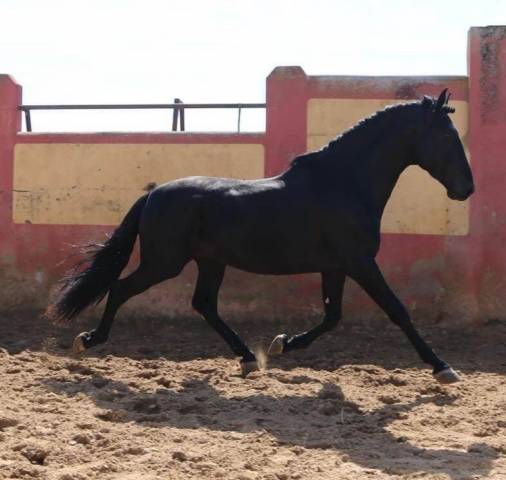 Caballo entero PRE Pura Raza Espa&ntilde;ola En venta 2021 Negro