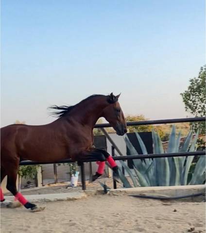 Caballo entero PRE Pura Raza Espa&ntilde;ola En venta 2018 Bayo