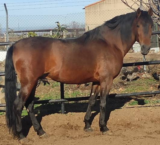 Caballo entero Origen No Constatado En venta 2013 Bayo
