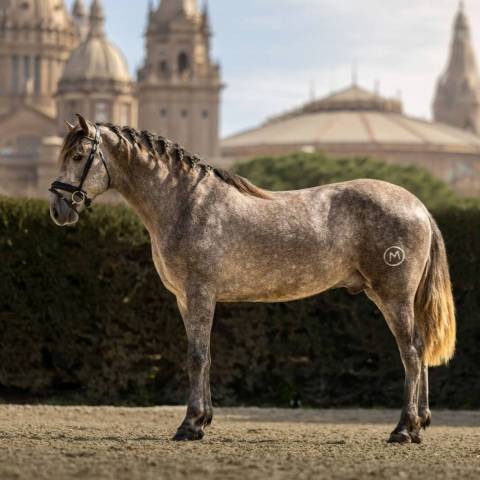 Caballo entero PRE Pura Raza Espa&ntilde;ola En venta 2022 Tordo