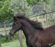 Caballo entero Arabe En venta 2025 Negro por Black Shivas.