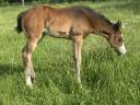 Potranca Paint Horse En venta 2026 Bayo por Classic cowboy spirit