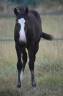 Potranca Paint Horse En venta 2026 Bayo por Classic cowboy spirit