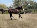 Potranca Paint Horse En venta 2026 Bayo por Classic cowboy spirit