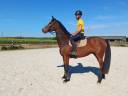 Caballo castrado Origine Constat&eacute;e En venta 2017 Bayo por Catapult du Ventel