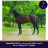 Caballo castrado Pura Sangre En venta 2018 Bayo moreno
