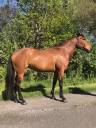 Yegua Lusitano En venta 2014 Bayo por vibrato