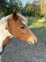 Potranca PFS Poni Fran&ccedil;&eacute;s de Silla En venta 2025 P&iacute;o por EUROGEN FANTOMAS