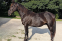 Caballo entero Quarter Horse En venta 2023 Negro