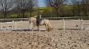 Caballo castrado Gypsy Cob En venta 2017 Palomino