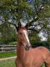 Caballo castrado Zangersheide En venta 2023 Alaz&aacute;n por EL PINTADOR DIEU D'ARRAS (BEL)
