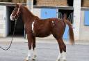 Caballo castrado Silla Franc&eacute;s En venta 2024 Alaz&aacute;n por Untouchable 27