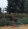 Caballo castrado Poni de Silla Belga En venta 2022 Bayo moreno por dallas van overis