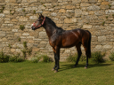 Caballo castrado Poni de Silla Belga En venta 2022 Bayo moreno por dallas van overis