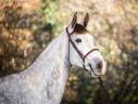 Caballo castrado KWPN Caballo de Deporte Neerland&eacute;s En venta 2020 Tordo