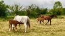 Pupilaje de caballos 