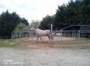 Pupilaje de caballos 