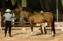 Botero LH - PRE Pura Raza Espa&ntilde;ola 2015