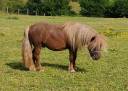 Caballo entero Shetland En venta 2022 Alaz&aacute;n por VICKING COMMANDERIE