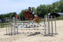 Caballo castrado PFS Poni Fran&ccedil;&eacute;s de Silla En venta 2018 Bayo por Lennicha de Florys