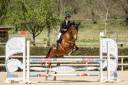 Caballo castrado Silla Franc&eacute;s En venta 2021 Bayo por shaloubet eygalieres