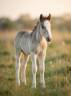 Potro Gypsy Cob En venta 2026 Pelo de vaca