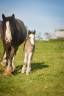 Potranca Gypsy Cob En venta 2026 Pelo de vaca