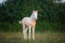 Potranca Gypsy Cob En venta 2025 Palomino