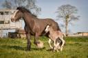 Yegua Gypsy Cob En venta 2022 Otra capa