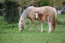 Potranca Welsh Poni (Secci&oacute;n A) En venta 2026 Isabelo por BOOTHSDALE STARFIRE
