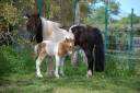Potro Shetland En venta 2026 P&iacute;o por Artaban des Cles
