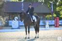 Caballo castrado Oldenburgu&eacute;s En venta 2013 Bayo moreno