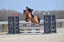 Caballo castrado Trot&oacute;n Franc&eacute;s En venta 2015 Alaz&aacute;n tostado
