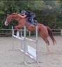 Caballo castrado Paint Horse En venta 2017 Alaz&aacute;n por Urban Dazzle Star