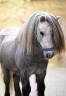 Caballo entero Shetland Pr&eacute;stamo 2023 Tordo