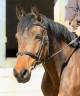Caballo castrado sBs Caballo de Deporte Belga En venta 2021 Bayo por Quel homme de Hus