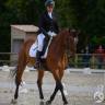 Caballo castrado Zangersheide En venta 2005 Bayo por Diarado Holst Warmblut