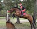 Caballo castrado Zangersheide En venta 2010 Bayo por Diarado Holst Warmblut