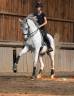 Caballo castrado Lusitano En venta 2012 Tordo