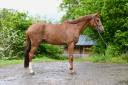 Caballo castrado KWPN Caballo de Deporte Neerland&eacute;s En venta 2022 Alaz&aacute;n por MATTIAS VDL
