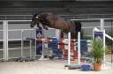 Caballo castrado Silla Franc&eacute;s En venta 2015 Bayo por Ulmar mail