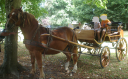 Coche enganches - Calesa - Otra marca -  