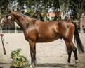 Caballo castrado Silla Franc&eacute;s En venta 2021 Bayo por NERVOSO