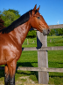 Caballo castrado Oldenburgu&eacute;s En venta 2024 Bayo